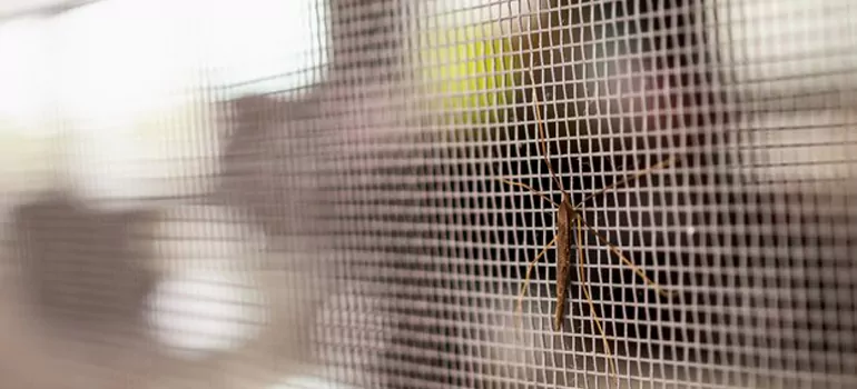 Repair Mosquito Mesh For Windows in Burnaby, British Columbia